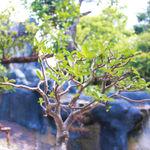 รูปภาพที่ 1