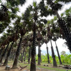 รูปภาพที่ 4