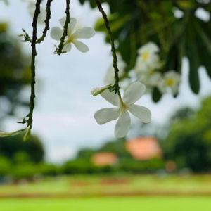 รูปภาพที่ 1