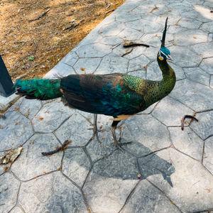 รูปภาพที่ 9