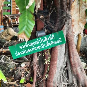 รูปภาพที่ 6