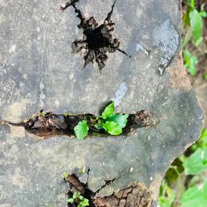 รูปภาพที่ 8