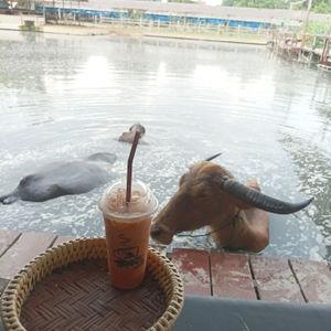 รูปภาพที่ 1