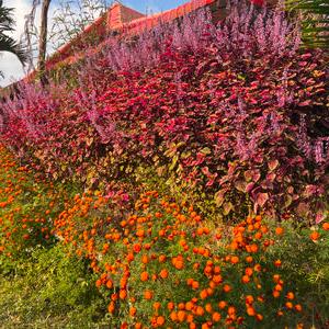 รูปภาพที่ 8