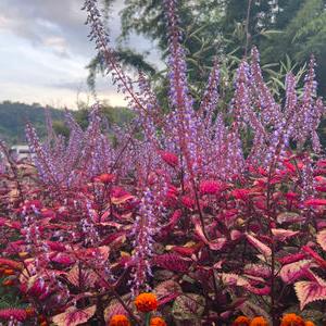 รูปภาพที่ 4