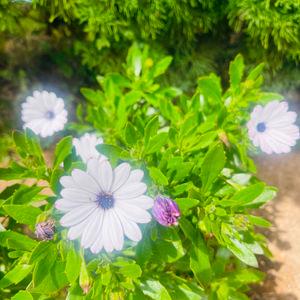 รูปภาพที่ 2
