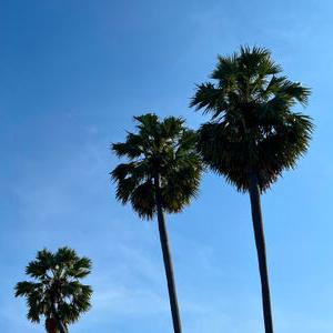 รูปภาพที่ 1