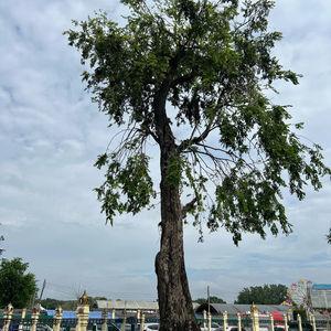 รูปภาพที่ 4