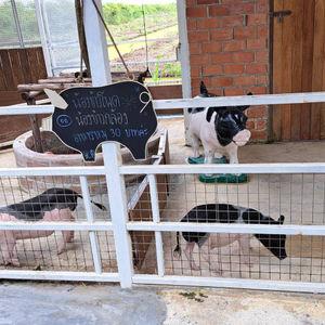 รูปภาพที่ 5