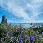 รูปภาพที่ 1