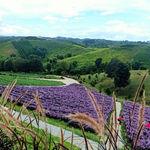 รูปภาพที่ 2