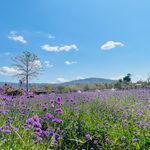 รูปภาพที่ 7