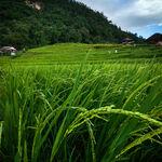รูปภาพที่ 1