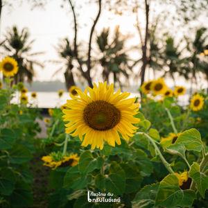 รูปภาพที่ 8