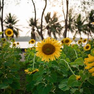 รูปภาพที่ 7
