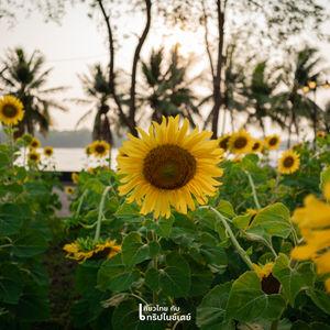 รูปภาพที่ 6