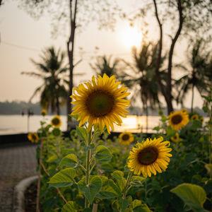 รูปภาพที่ 5