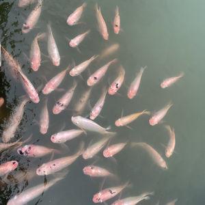 รูปภาพที่ 1