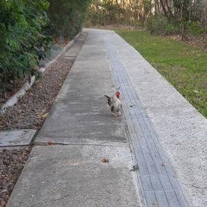 รูปภาพที่ 7