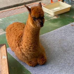 编号6