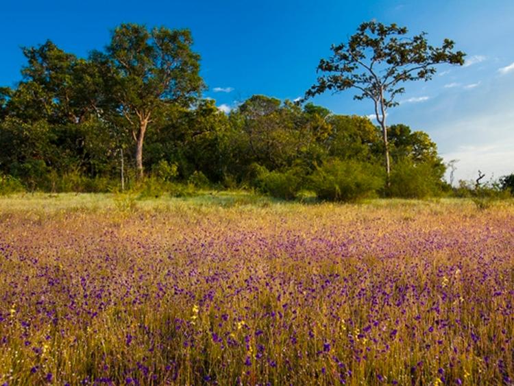 field of wild flowers Pha Taem National Park