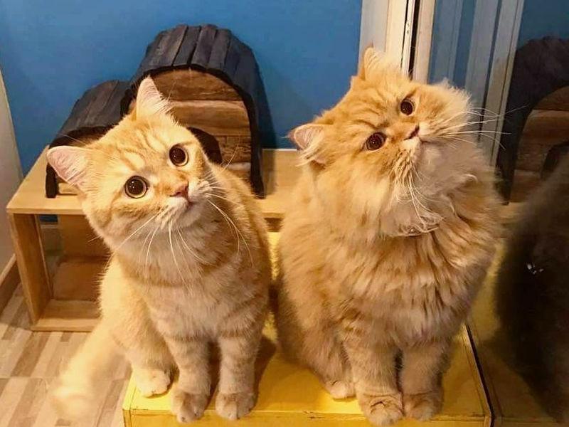 猫兄弟咖啡馆