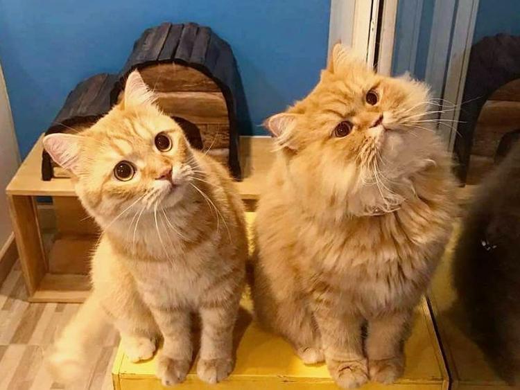 猫兄弟咖啡馆