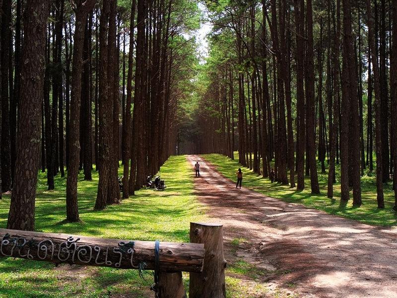 Bo Kaew Pine Plantation