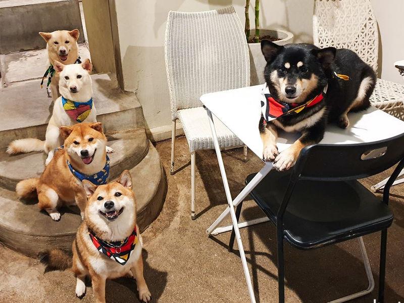 Inu Cafe' 华欣