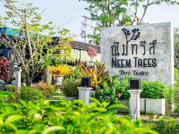 Neem Trees