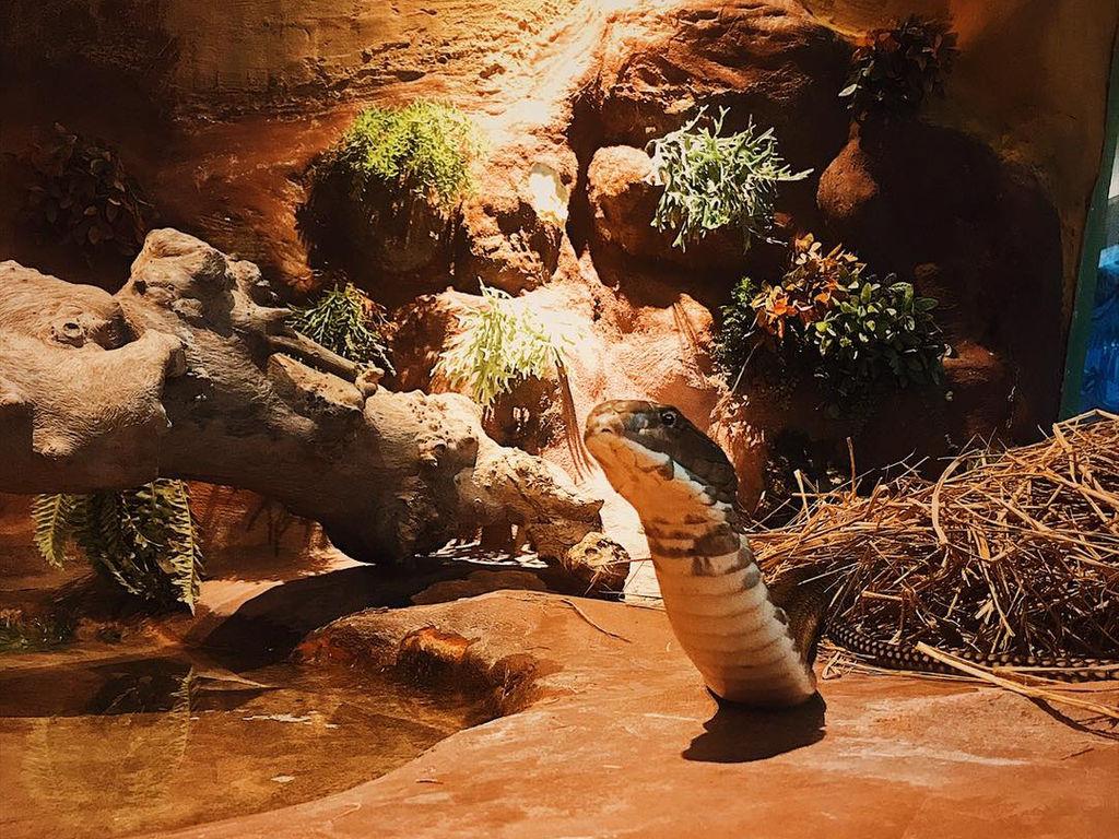 Siam Serpentarium "สยาม เซอร์เพนทาเรียม"