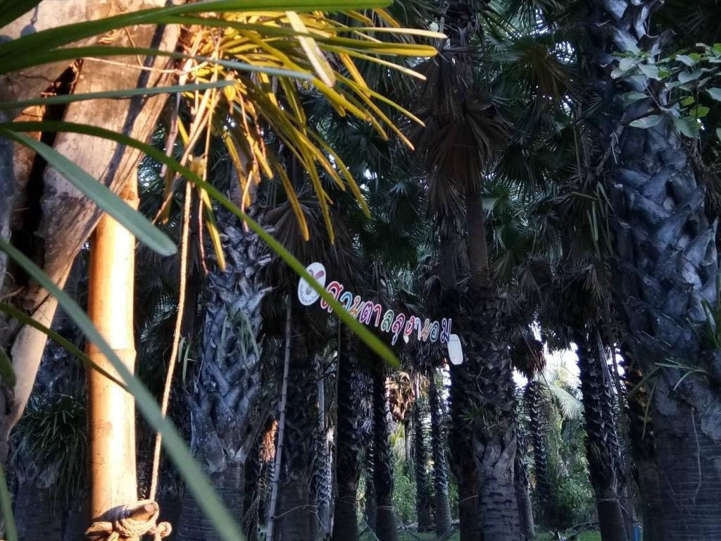 Lung Thanom Tan Plantation