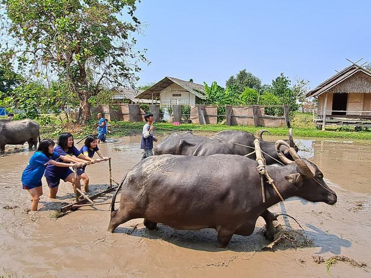 หมู่บ้านอนุรักษ์ควายไทย