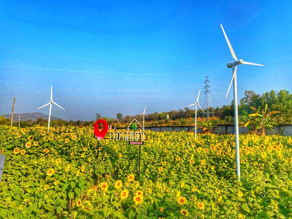 ไร่ภาสทองทานตะวันมุกดาหาร