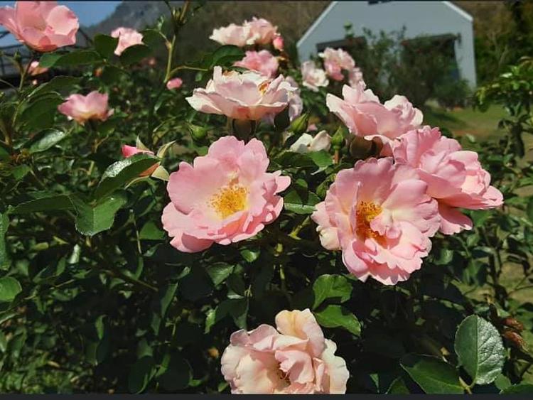 Klang Pana Roses Garden & Cafe 考艾