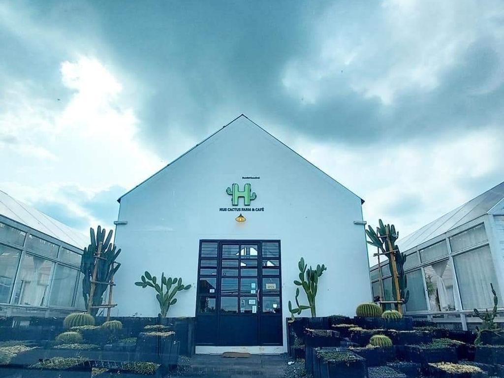 Hug cactus farm