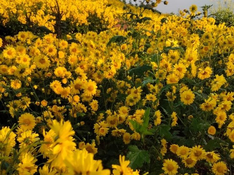Mon Jam Chrysanthemum Garden