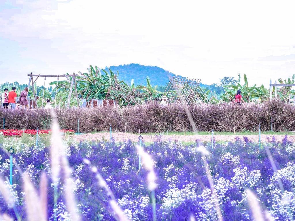 Flower Farm สวนดอกไม้ลุงชัย ราชบุรี