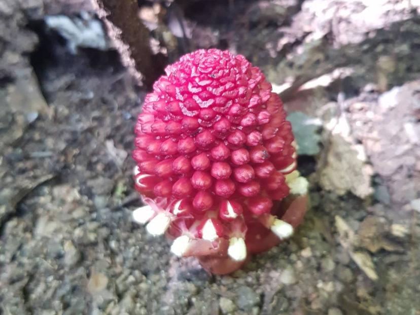 Chaloem Phrakiat Thai Prachan National Park