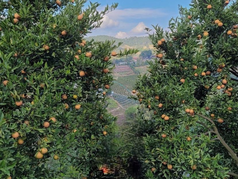 JINJU the orange farm