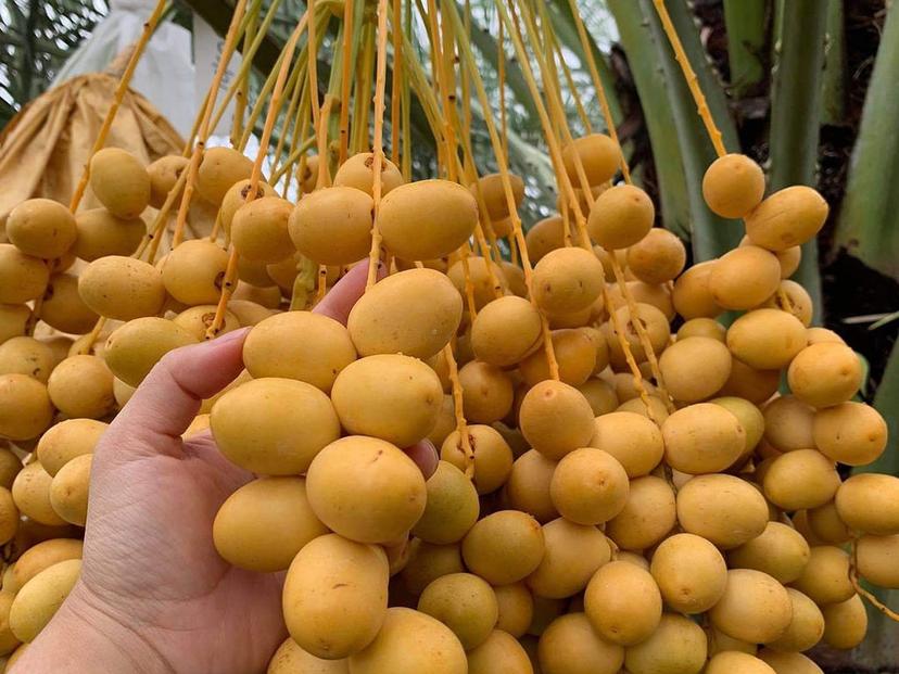 Khun Det date palm garden