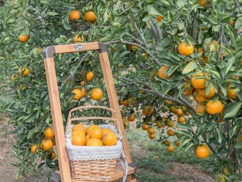 Pao Pao Orange Farm Homestay Mon Jam Chiang Mai