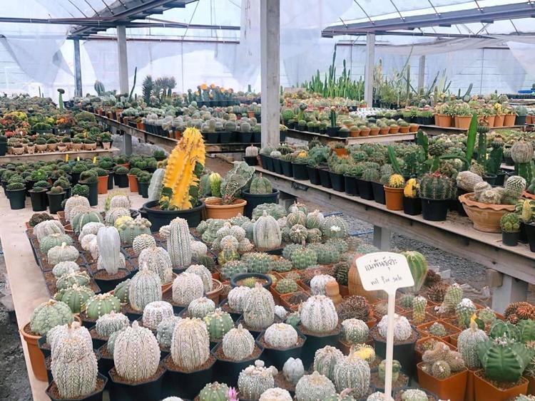 Paet Riew Cactus House