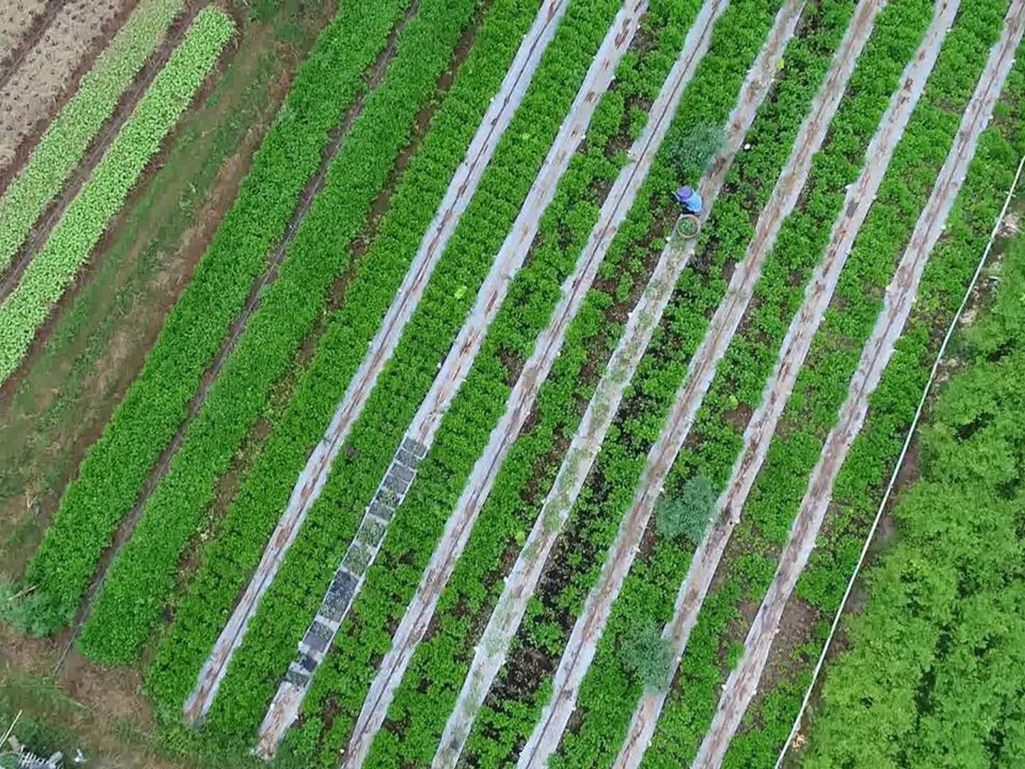 Non-Toxic Agriculture Promotion Center (Wang Nam Khiao)