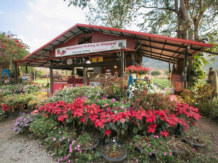 Strawberry Picking Rai Din Thong