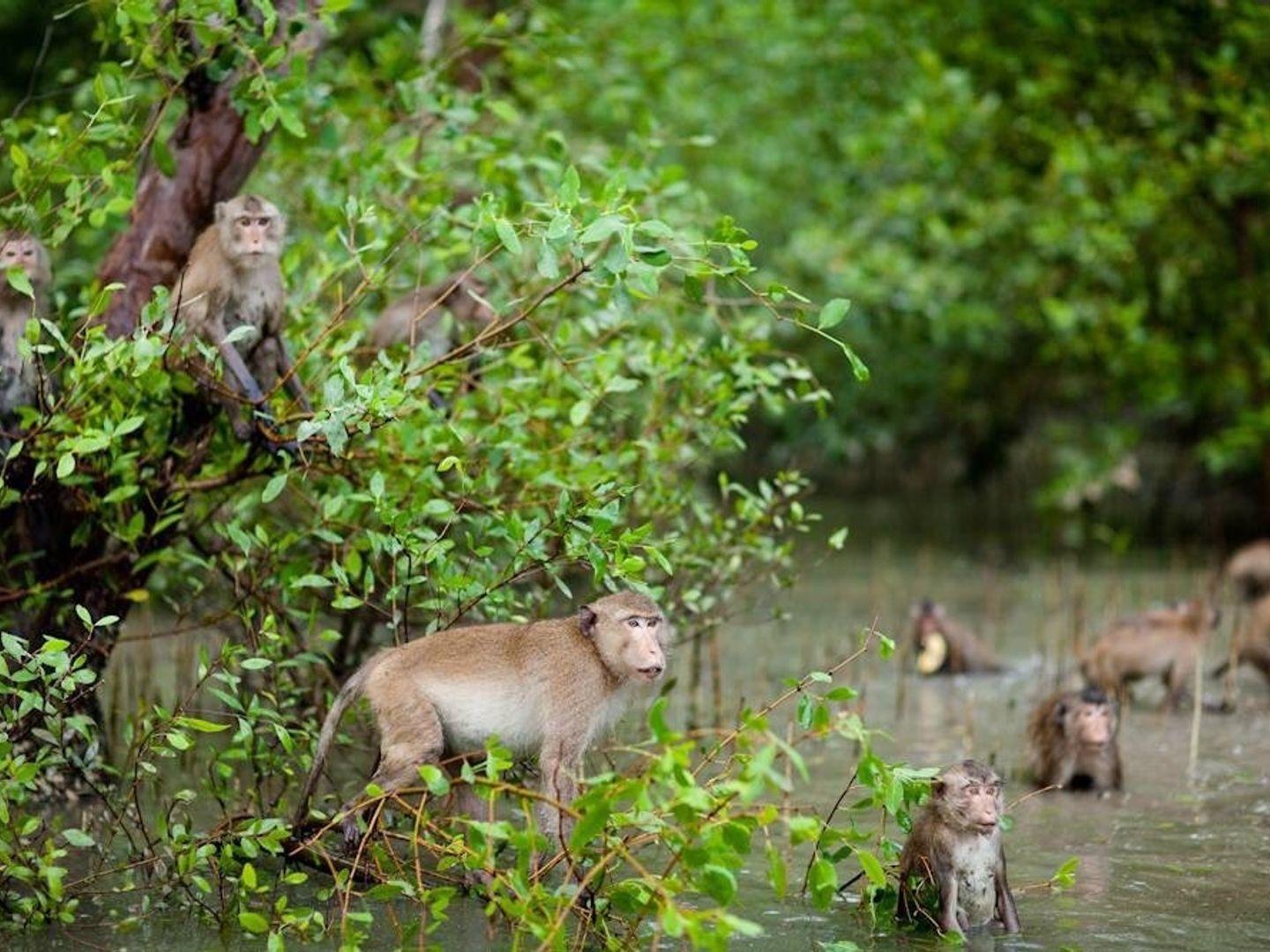 Klong Khon 红树林保护中心