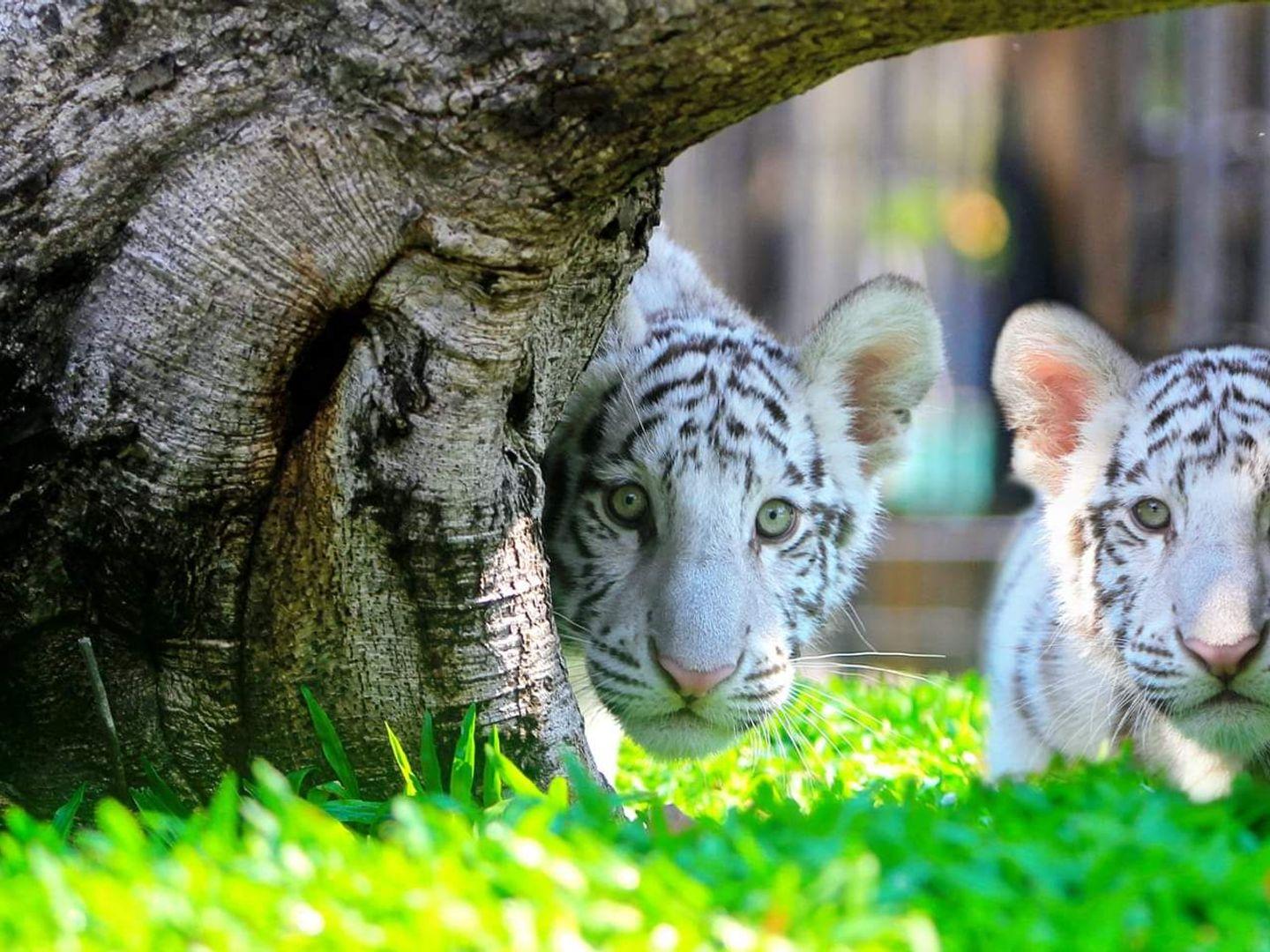 หัวหินซาฟารี Huahinsafari & Adventure Park