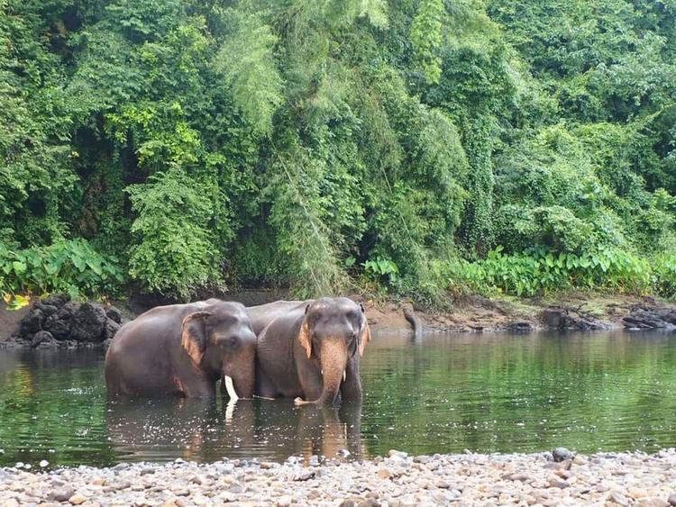 Taweechai Elephant Camp แค้มป์ช้างทวีชัย