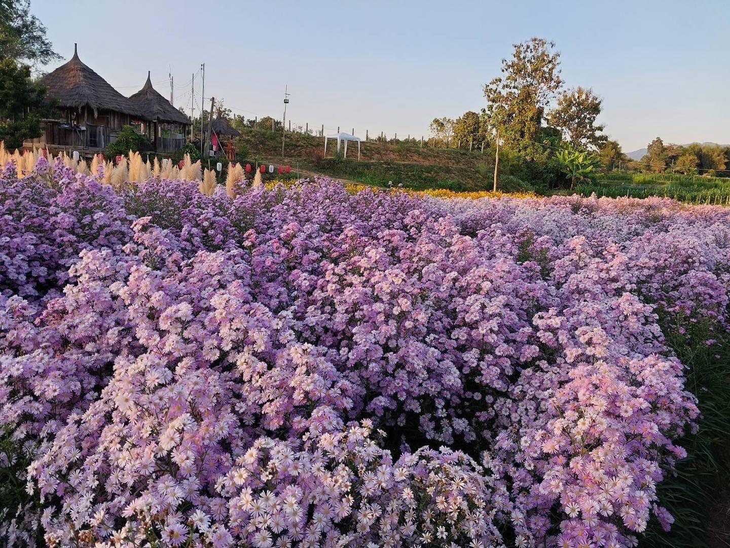 คัดเตอร์ ฟลาวเวอร์ แคมป์ปิ้ง Cutter Flower Camping