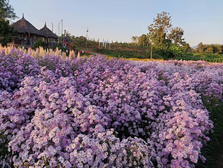 切花露营 切花露营